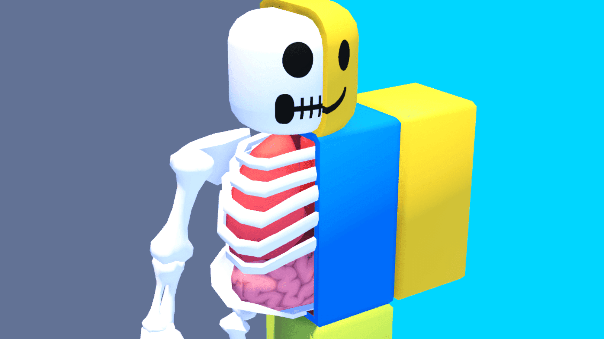 Noob Anatomy 💀